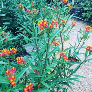 Meet your Posher, Lacey